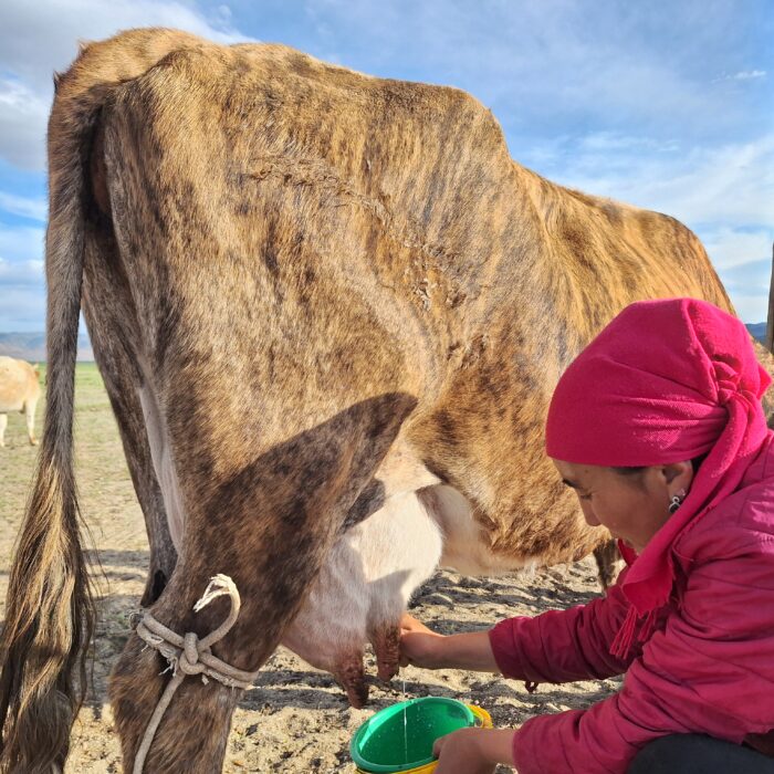 #547 Mongolia: Dairy Cows