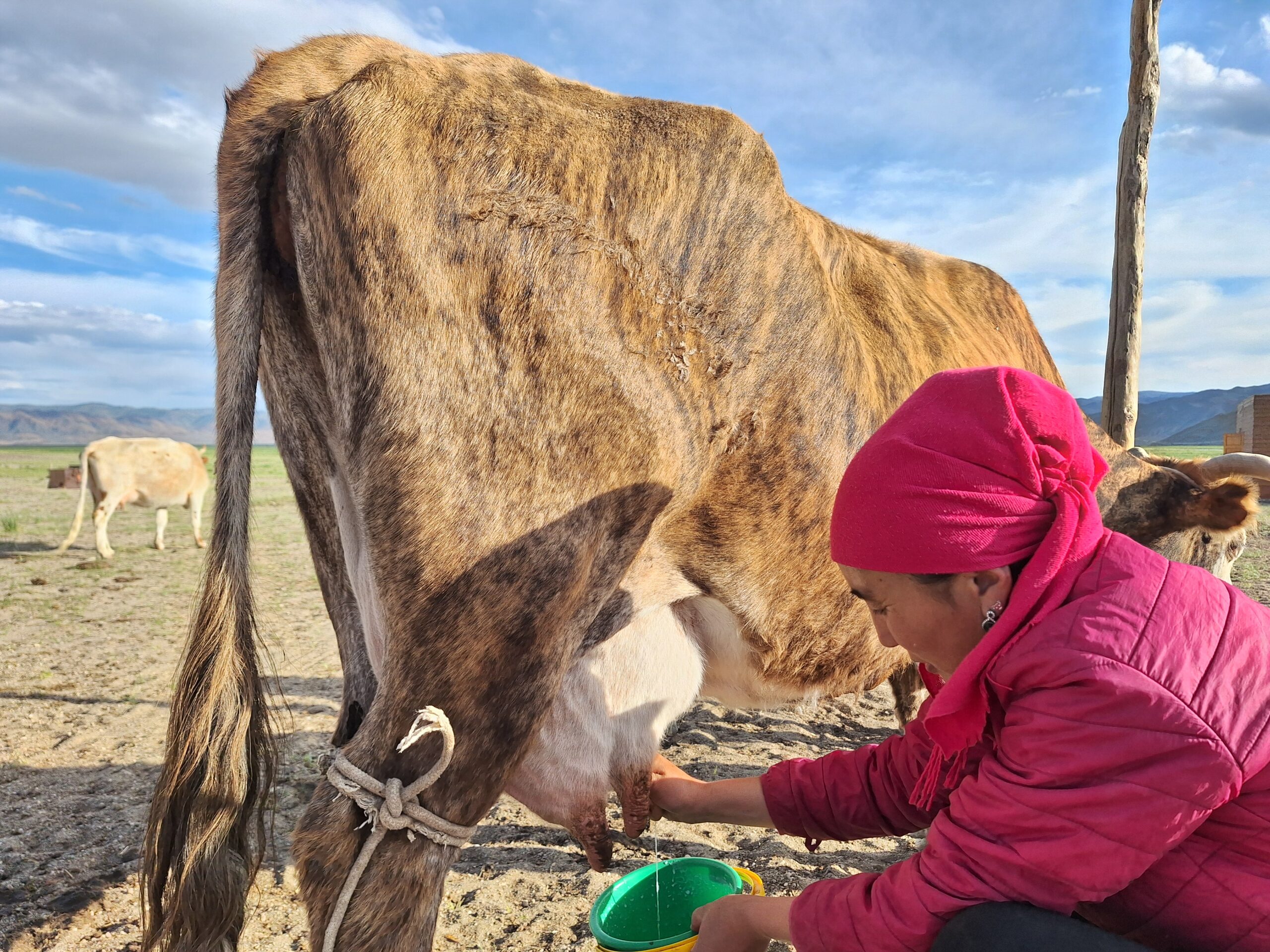 woman with a headscarf milking a cow